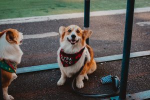 two corgis wearing bandanas, one is smiling at the camera